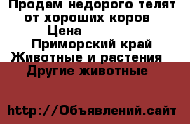 Продам недорого телят от хороших коров › Цена ­ 25 000 - Приморский край Животные и растения » Другие животные   